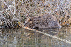 November 13, 2021 - A busy beaver on the South Platte River. (Tony's Takes)