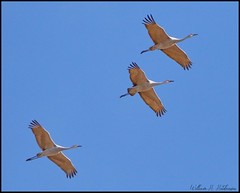 November 12, 2021 - Sandhill cranes heading south for the winter. (Bill Hutchinson)