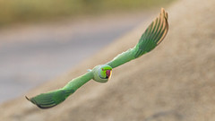 A Rose Ringed Parakeet trying to steal some grain