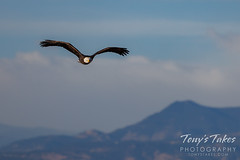 November 11, 2021 - A beautiful bald eagle and the Rocky Mountains. (Tony's Takes)