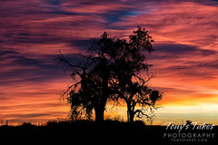 November 6, 2021 - Silhouetted trees at sunrise. (Tony's Takes)