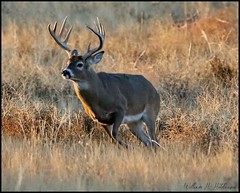 November 12, 2021 - A white-tailed deer buck on the move. (Bill Hutchinson)