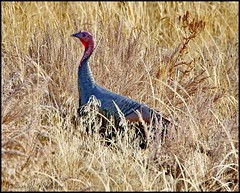 November 4, 2021 - Turkey hanging out in the grass. (Bill Hutchinson)