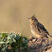 A Sykes Lark in the grasslands ready for action