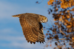 Great horned owl flies off to hide for the day