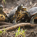 turtles - Clearwater Florida