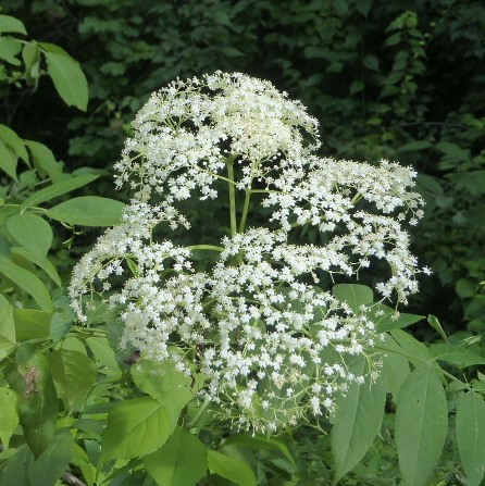 Wheaton, IL, Herrick Lake Forest Preserve, Queen Anne's Lace Flowers