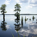 Great Dismal Swamp -  Lake Drummond