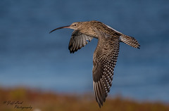 DSC7946  Curlew..