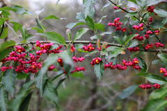 Spindle berries