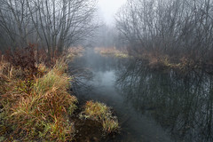 foggy swamp