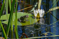 Frog on a water lily leaf, Grenouille sur une feuille de nénuphar