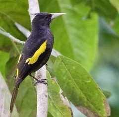 Yellow-winged Cacique.