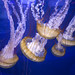North Carolina Aquarium - Manteo NC sea nettles