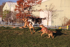 Visit with Runyon to Swift Run Dog Park (Ann Arbor, Michigan) - 326/2021 164/P365Year14 4912/P365all-time (November 22, 2021)