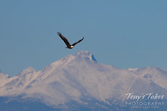 November 21, 2021 - A bald eagle flies by with Mount Meeker and Longs Peak in the background. (Tony's Takes)