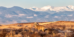 November 21, 2021 - A white-tailed deer buck in front of the Rocky Mountains. (Tony's Takes)