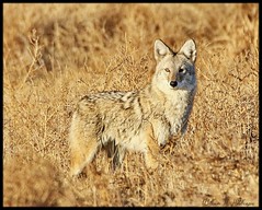 November 20, 2021 - A nice looking coyote in the early morning. (Bill Hutchinson)