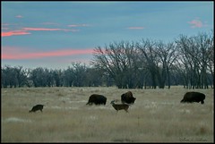 November 19, 2021 - Bison and deer at sunrise.  (Bill Hutchinson)