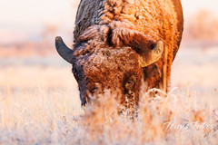 November 21, 2021 - A frosty bison on the plains. (Tony's Takes)