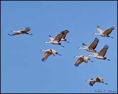 November 19, 2021 - Sandhill cranes on their way south for the winter.  (Bill Hutchinson)