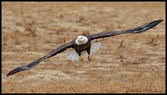 November 20, 2021 - A beautiful bald eagle launching head on. (Bill Hutchinson)