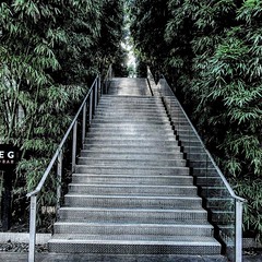 Stanley Park Stairway