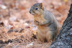 Fox Squirrels in Ann Arbor at the University of Michigan 327/2021 165/P365Year14 4913/P365all-time (November 23, 2021)