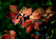 Backlit beech leaves.