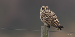 Short-eared Owl - Relaxed Expression