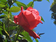 A Rose Carmine Rose Bloom - Preston