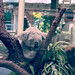 Koala Bear Busch Gardens