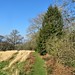 path near Wydon Farm