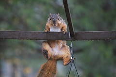 Backyard Red & Fox Squirrels (Ypsilanti, Michigan) - 329/2021 167/P365Year14 4915/P365all-time (November 25, 2021)