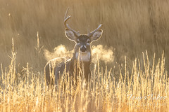 White-tailed deer buck lets off some steam