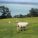 New Zealand Lamb