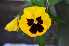 Yellow And Maroon Pansy In Bloom.