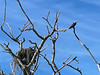 Osprey and nest