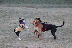 Visit with Runyon to Swift Run Dog Park (Ann Arbor, Michigan) - 331/2021 169/P365Year14 4917/P365all-time (November 27, 2021)