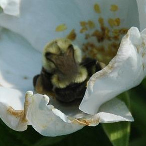 *Bombus impatiens*, Eastern bumble bee, in rose flower, Brooklyn Bear's Garden, Park Slope, July 2008