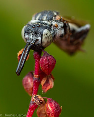 Sleeping Cuckoo Bee