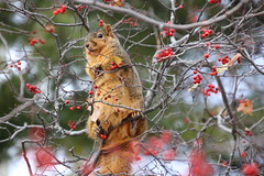 Fox Squirrels in Ann Arbor at the University of Michigan 333/2021 171/P365Year14 4919/P365all-time (November 29, 2021)