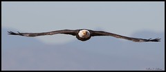 November 29, 2021 - Bald eagle head on. (Bill Hutchinson)