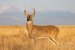 November 27, 2021 - Handsome young deer buck. (Tony's Takes)