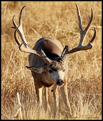 November 29, 2021 - An impressive mule deer buck (Bill Hutchinson)