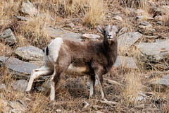 November 28, 2021 - A bighorn sheep ram posing for its picture. (Tony's Takes)