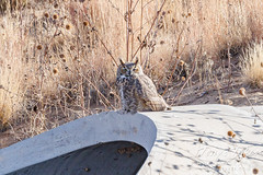 November 27, 2021 - Great horned owl hanging out. (Tony's Takes)