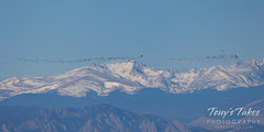 November 27, 2021 - Geese heading out for a morning flight. (Tony's Takes)