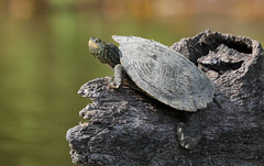 A Basking Northern Map Turtle