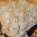 Pinehall Formation (Upper Triassic; Oak Ridge Farms Road outcrop, Pittsylvania County, Virginia, USA) 10